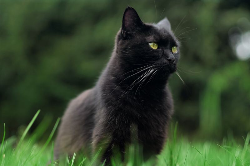 黒猫