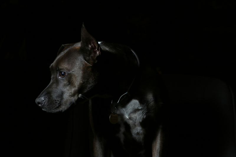 犬