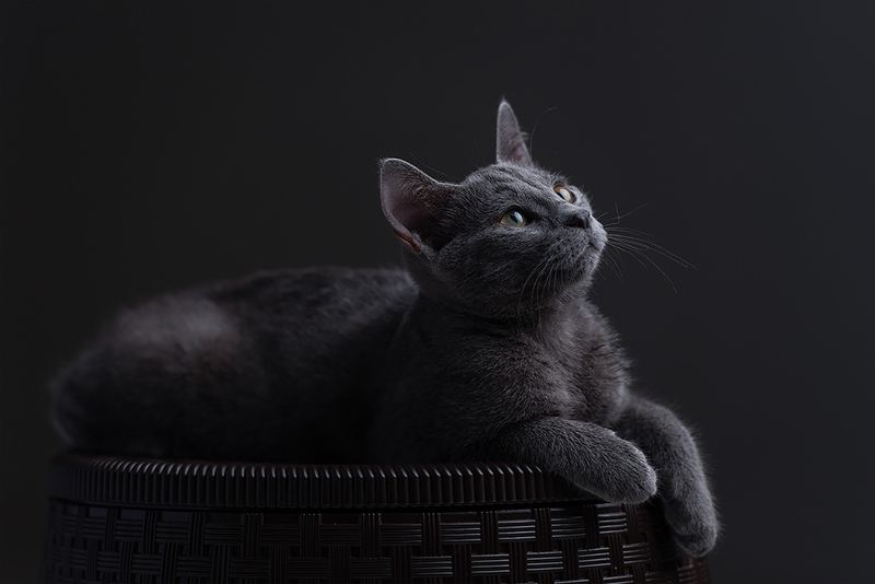 猫