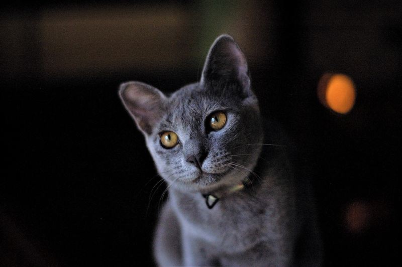 猫