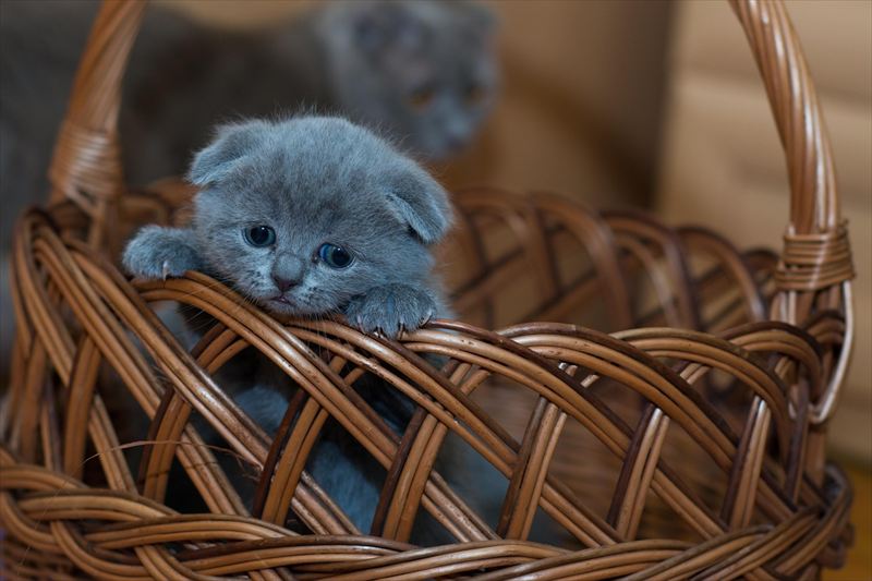 猫