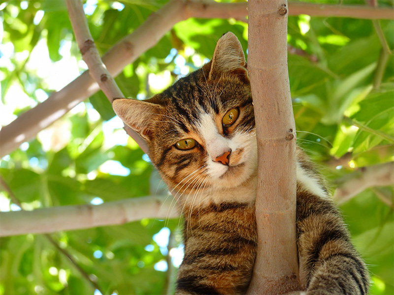 猫