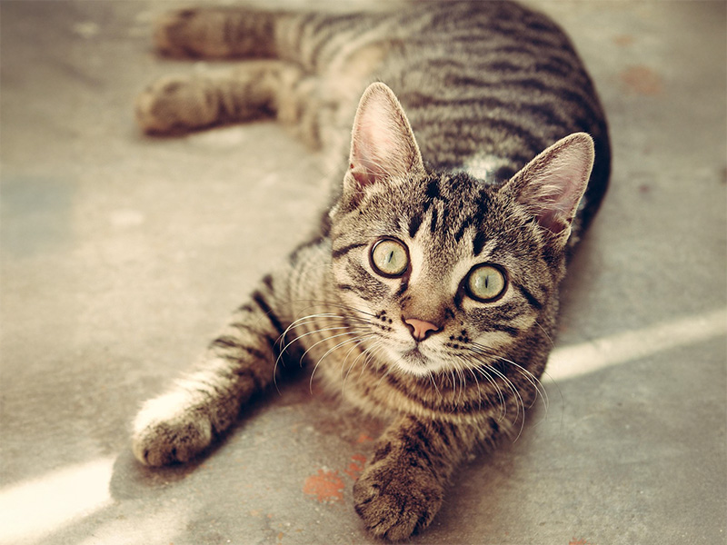 猫