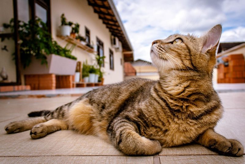 猫