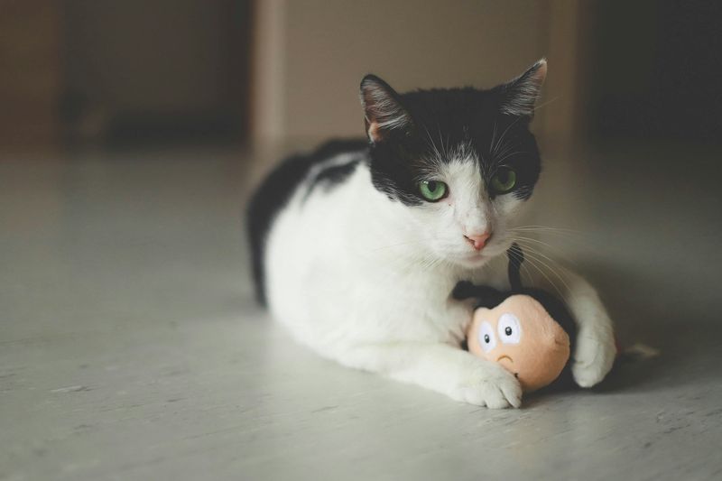 猫