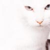 猫のアルビノとは？生まれる理由や特徴、白変種（白猫）との違いについて
