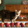 猫はりんごを食べても大丈夫！適切な与え方や量、注意点を解説