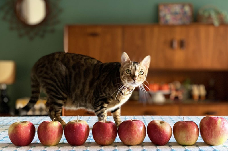 猫はりんごを食べても大丈夫！適切な与え方や量、注意点を解説