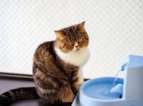 猫用自動給水器のおすすめ！メリット・デメリットと選び方