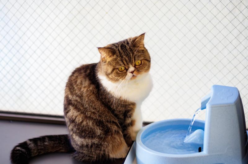 猫用自動給水器のおすすめ！メリット・デメリットと選び方