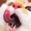 猫の5つの口臭原因！考えられる病気と動物病院を受診する目安