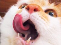 猫の5つの口臭原因！考えられる病気と動物病院を受診する目安