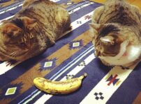 猫はバナナを食べても大丈夫！適切な与え方や量、注意点を解説