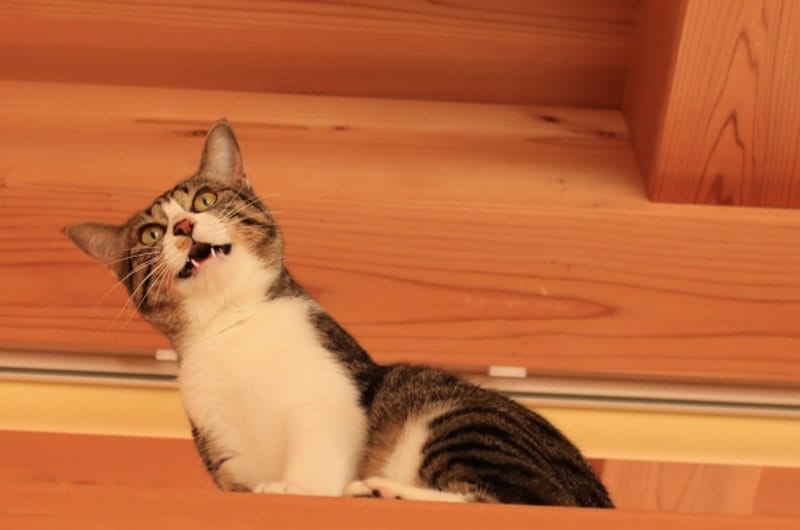 愛猫が吠えるように鳴くのはなぜ？原因と対処法、鳴き声について解説