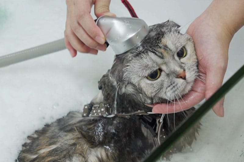 猫はお風呂に入れたほうがいい？洗い方や嫌がる時の対処法を解説
