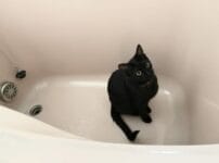 子猫のお風呂はいつから？入浴の頻度や入れ方、注意点を解説