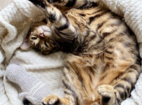 猫用ベッドのおすすめ10選！適切な選び方と注意点について