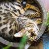 ベンガル猫の特徴は？性格や寿命、飼い方、おすすめフードをご紹介！