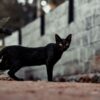 黒猫