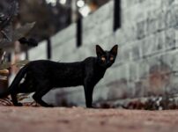 黒猫