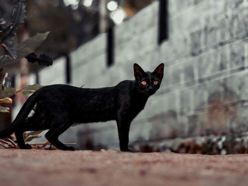 黒猫