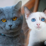 優雅なグレーヘアーとブルーの目が美しいシャム猫のフィギュリン グレー（ブルー）の毛色を持つ猫種を紹介！グレーの雑種猫の探し方も