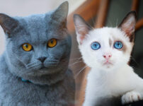 ブルー系統の猫種