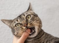 猫の口臭をケアするおすすめの歯磨きグッズ18選