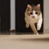 猫の呼吸が荒いときの原因とは？正常な呼吸と危険な呼吸の違い