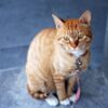 茶色の毛色を持つ猫