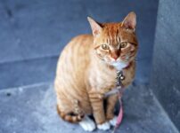 茶色の毛色を持つ猫