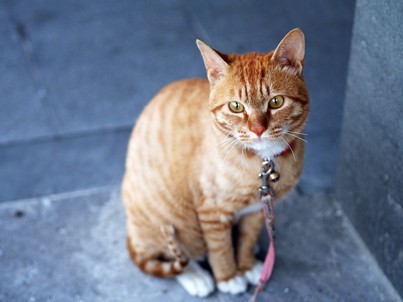 茶色の毛色を持つ猫