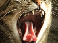 猫にも歯磨きは必要？やり方や嫌がる時の対処法、注意点を解説