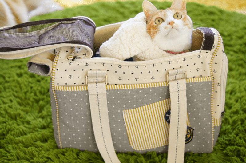 猫用キャリーバッグのおすすめ！負担の少ないバッグの選び方