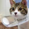 猫の去勢・避妊手術は必要？かかる費用やメリット・デメリットについて