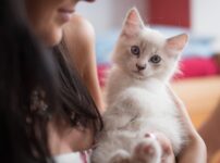 猫の性格