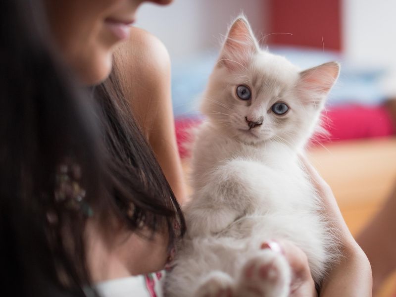 猫の性格