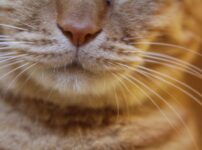 猫の顎ニキビはなぜできる？猫ニキビの原因・症状・予防方法など