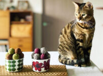 猫にチョコレートを与えるのはNG！食べてしまったときの症状や対処法