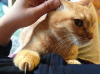 猫に耳掃除は必要？やり方や注意点、嫌がる場合の対処法を解説