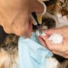愛猫の爪切りの手順を解説！爪を切る必要性や嫌がる場合の対処法も