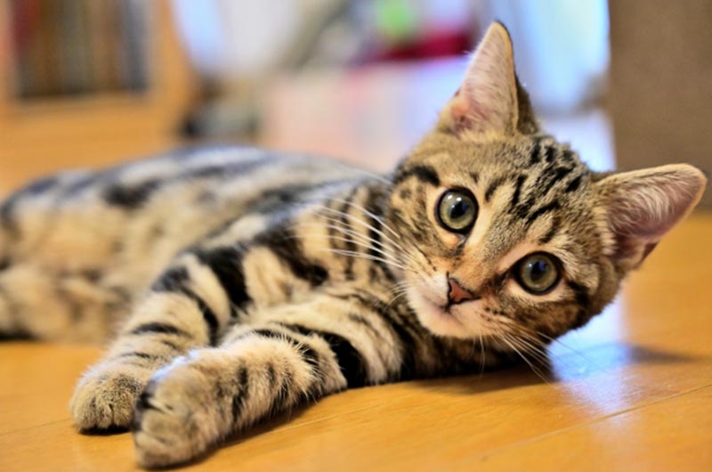 猫を飼うとかかる一生涯の費用は約150万円！何にいくらかかる？