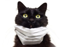 猫が咳をする原因と考えられる病気は？対処法や受診の判断について