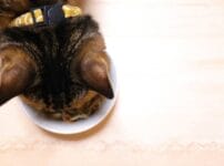 猫の療法食とは？種類や食事療法について解説