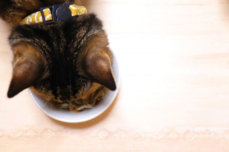 猫の療法食とは？種類や食事療法について解説
