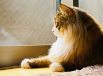 鳴かない・鳴きにくい猫種！鳴かない猫の特徴やトラブル対策方法