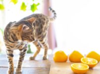 猫が嫌いな匂い10選！効果的な使い方と導入時の注意点