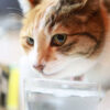 猫が水を飲み過ぎる原因とは？多飲多尿の理由と自宅での判断方法