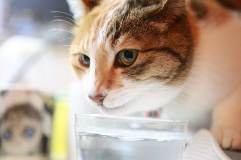 猫が水を飲み過ぎる原因とは？多飲多尿の理由と自宅での判断方法