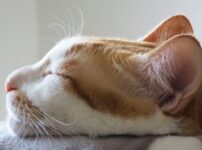 猫の耳が臭い原因は？危険な耳垢の種類とニオイの予防方法